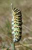 Papilio machaon